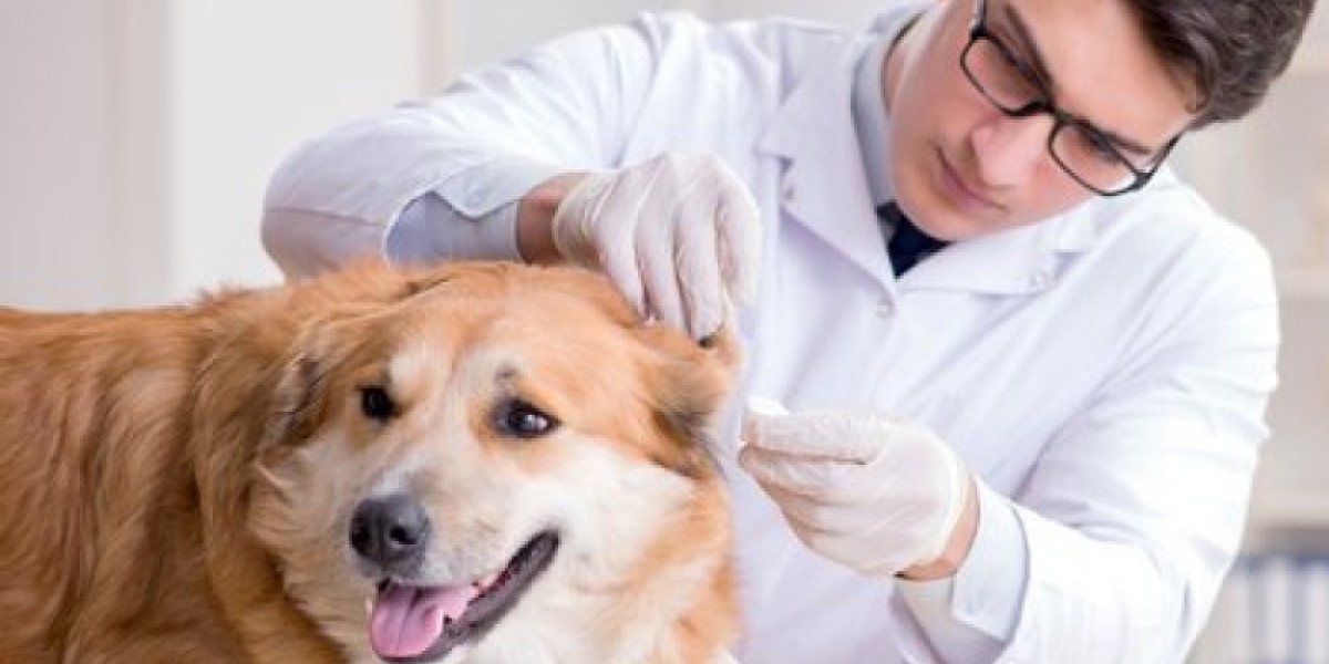 Treating Cushing's Disease in Dogs