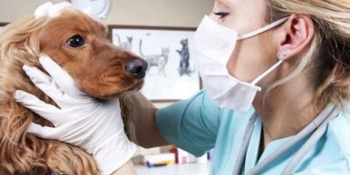 Right Food for Dogs with Kidney Disease