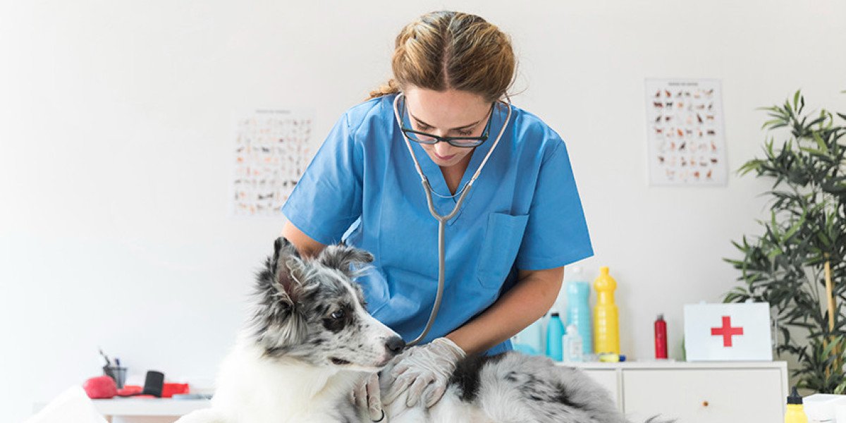 Echocardiography for Dogs & Cats