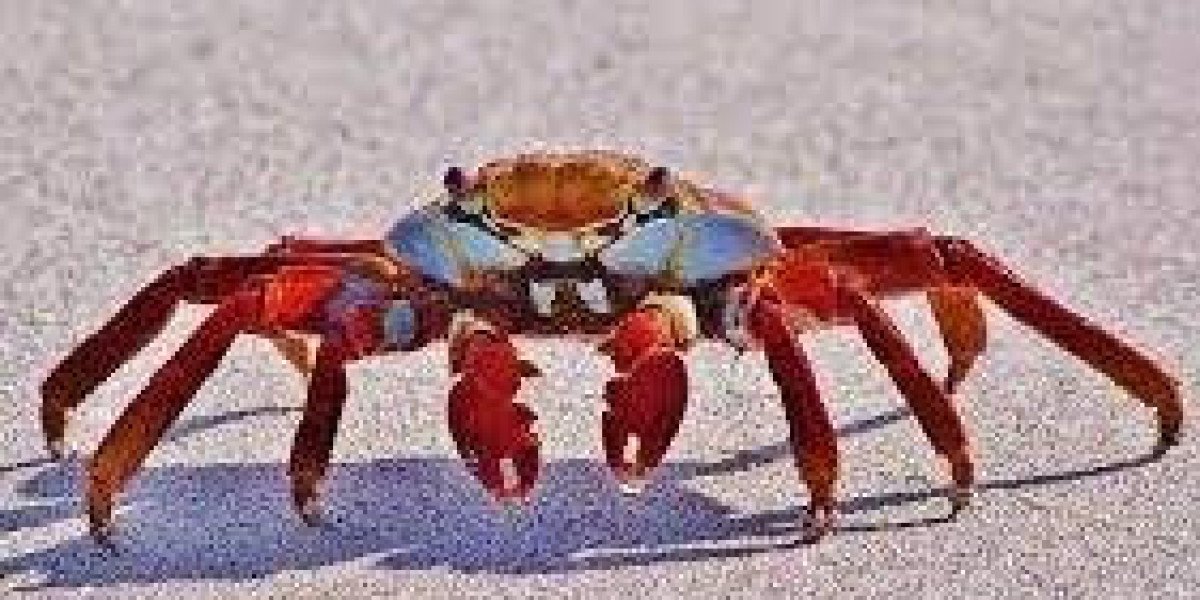 Global Crab Market Analysis Size And Forecast Report 2024-2032