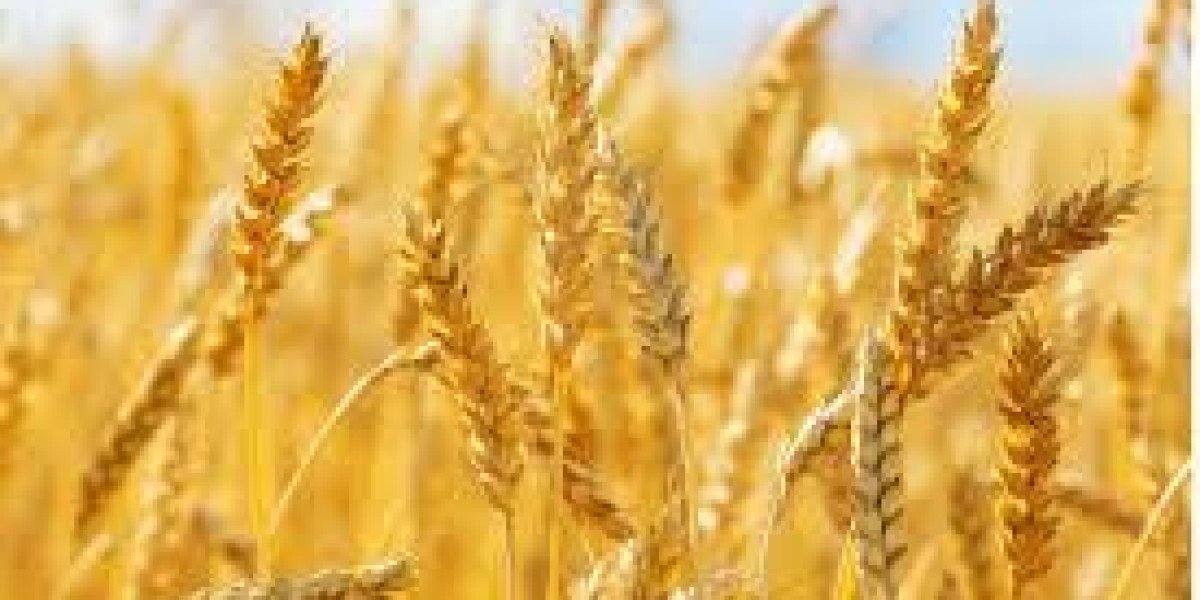 Global Wheat Market Analysis Size And Forecast Report 2024-2032