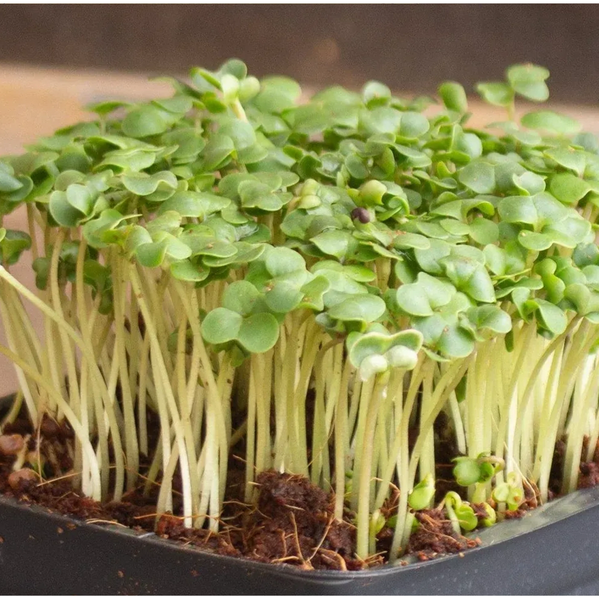 BROCCOLI MICROGREENS - 2 oz.